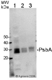 Goat anti-Chicken IgY (H&L), HRP conjugated in the group Secondary Antibodies / Anti-Chicken  / HRP (horse radish peroxidase) at Agrisera AB (Antibodies for research) (AS09 603)